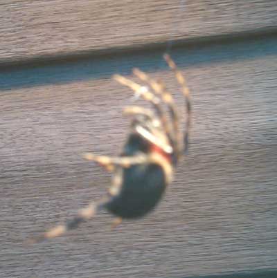 100911-spider