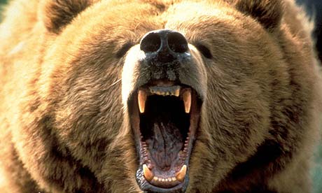 bear-angry