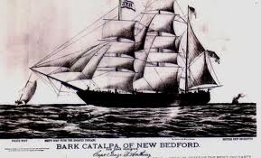Catalpa1