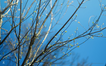 spring-buds-2
