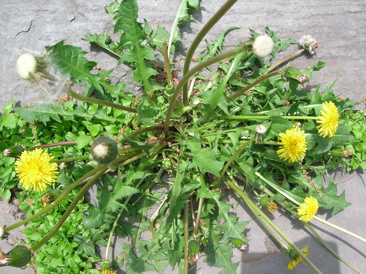 dandelions