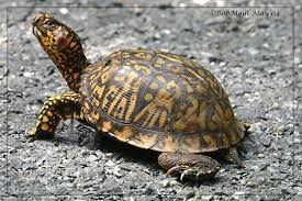 box turtle