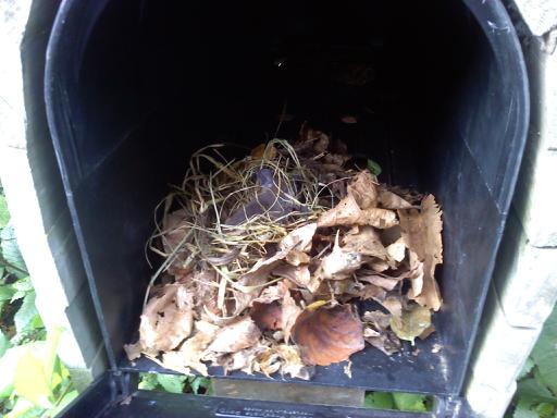 mice in the mailbox