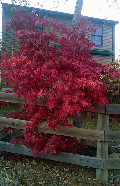 crimson-bush-111014