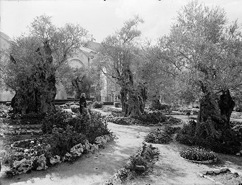 Garden_of_Gethsemane,_inside_enclosure