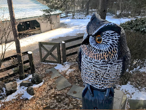 Vortex-2019-with-Owl